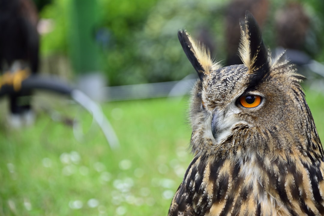 Photo Bird of prey